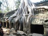 Temple_Ta-Prohm_a_Siem_Reap